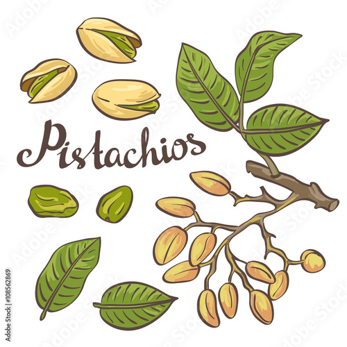 Pistachio nuts with leaves and pistachio tree. Vector illustration.