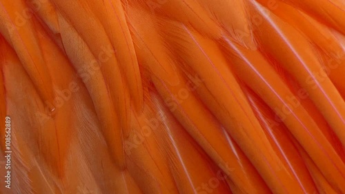 Orange plumage, background abstract