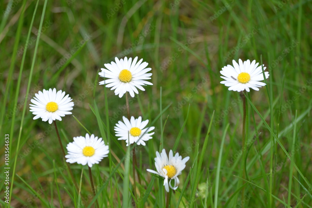 Fototapeta premium Gänseblümchen auf Alpenwiese