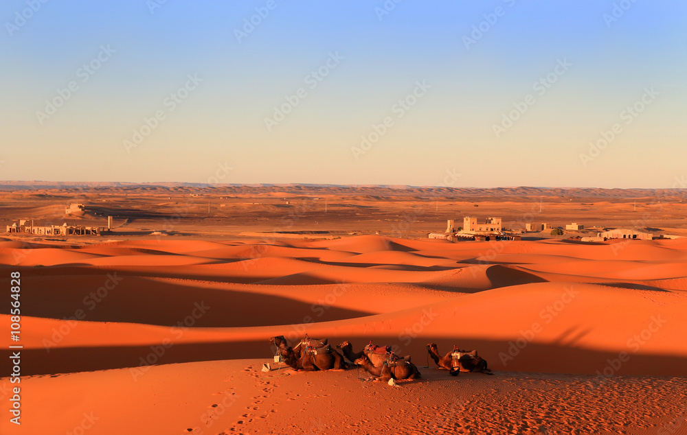 Camels in the Sahara desert at sunset Camels in the Sahara desert at sunset
