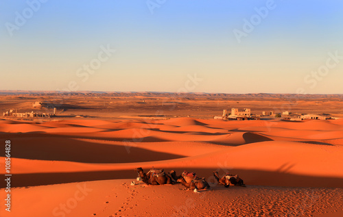 Camels in the Sahara desert at sunset