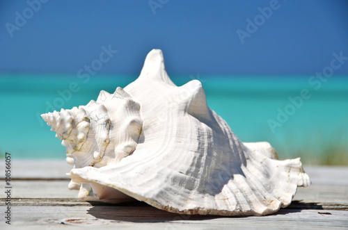Shell against ocean