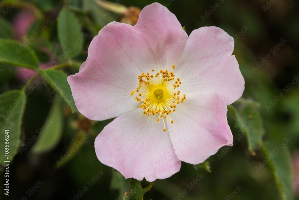 Flor de Rosa Silvestre ( Rosa canina ) con los petalos abiertos en primavera Flor de Rosa Silvestre ( Rosa canina ) con los petalos abiertos en primavera
