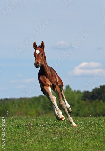 A bay foal gallops on a pasture