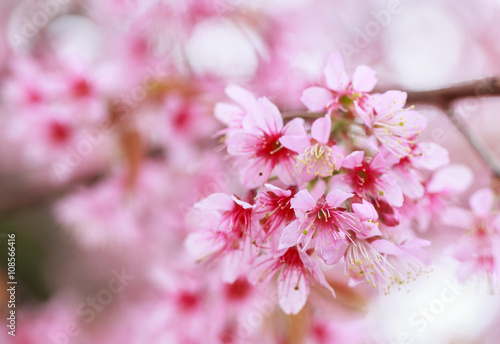 The beautiful Pink Sakura flower blooming