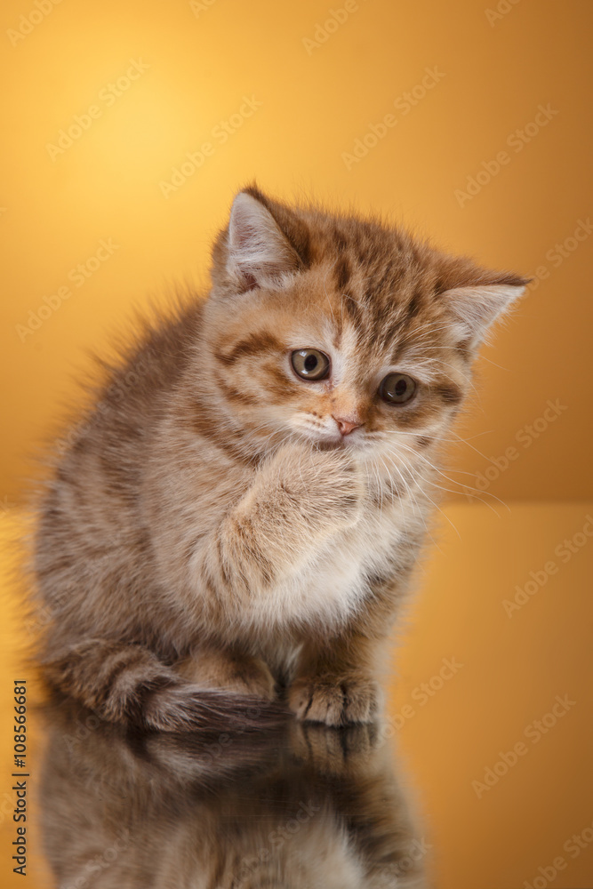 Obraz premium Szkocki kotek, portret kociak na tle studio kolor