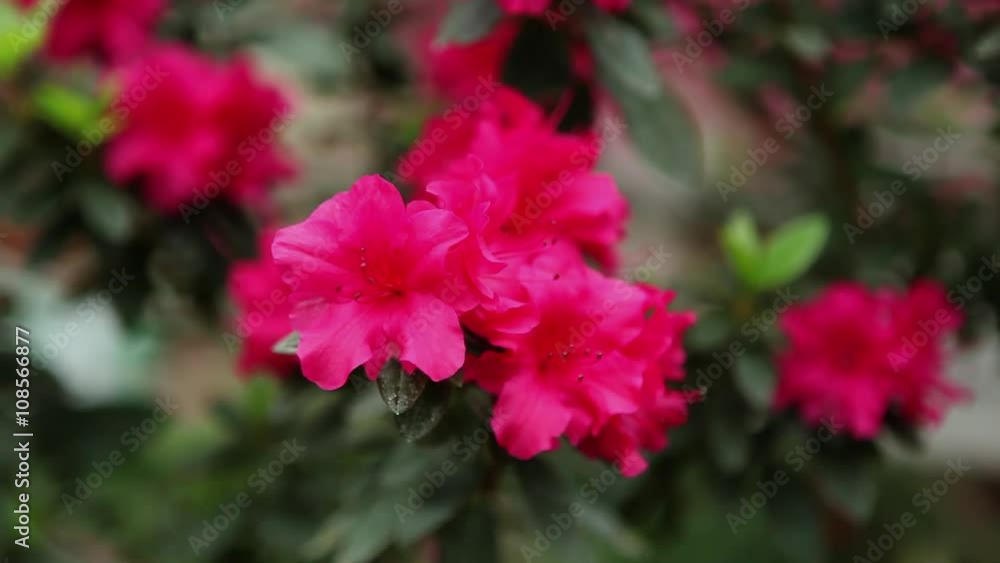 Azaleas Little Red Flower on a Thin Branch Change Focus Close up