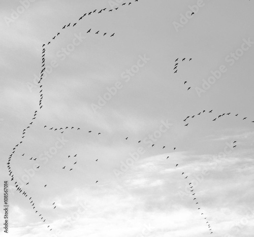 Entenvögel Formation im Frühjahr