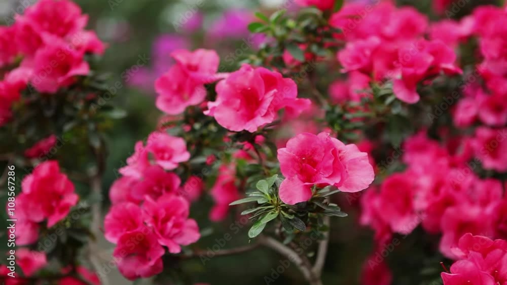 Leafed Branches Azaleas With Lot of Pink Flowers Focus Change Leafed Branches Azaleas With Lot of Pink Flowers Focus Change