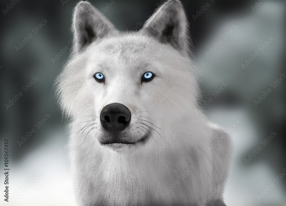 White wild wolf with blue eyes with blurred depth of field winter ...
