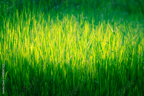 Green grass background with selective focus.