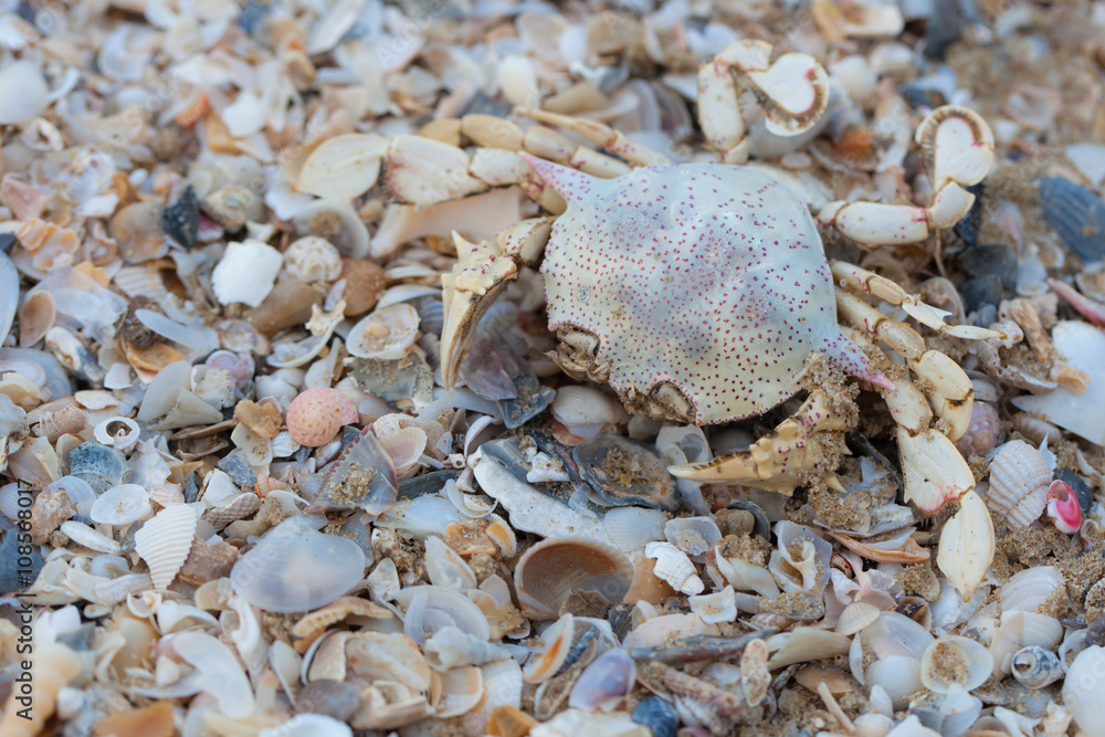 Dry dead crabs on the beach