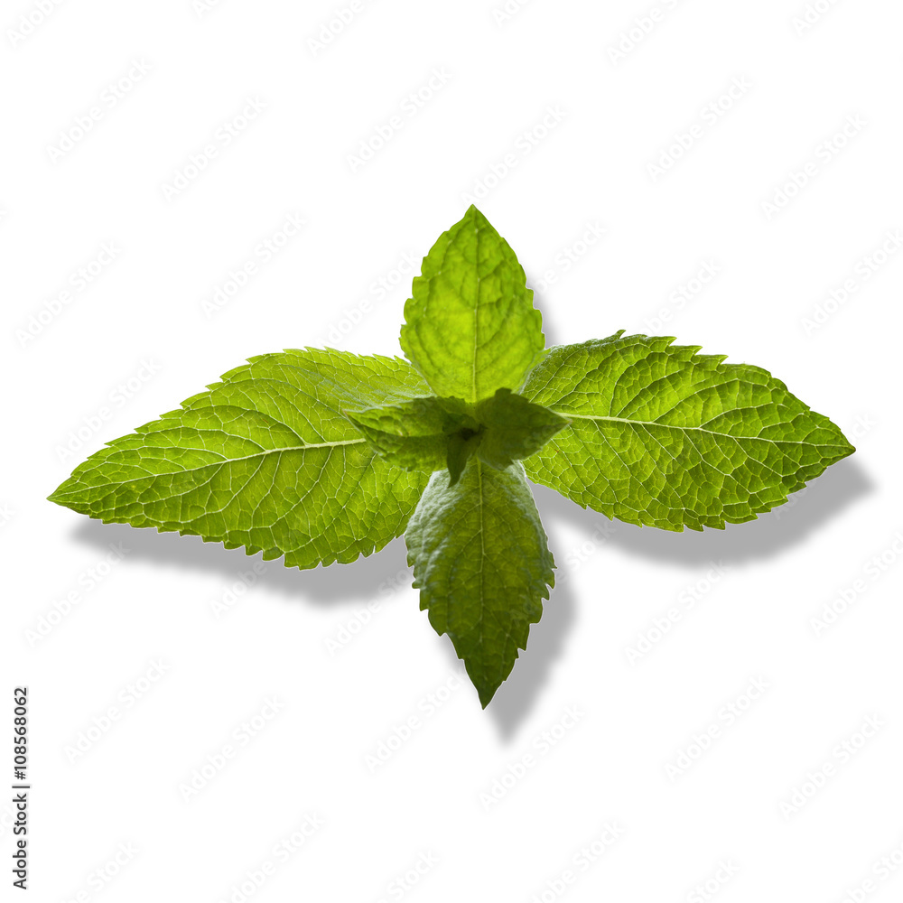 Fresh mint close up on white Fresh mint close up on white