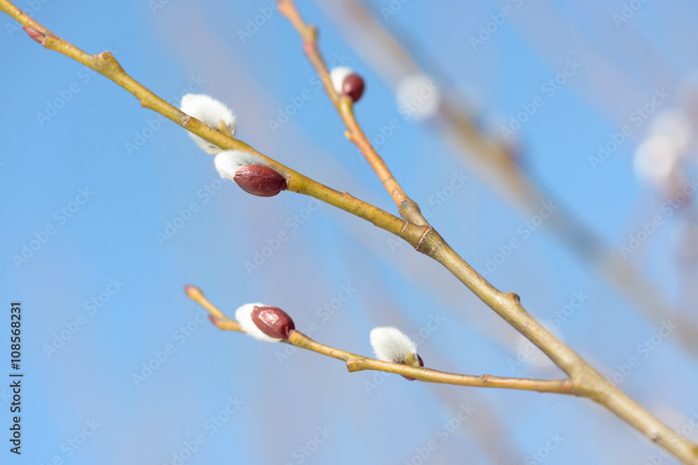 Beautiful pussy willow flowers branches on blue sky background Beautiful pussy willow flowers branches on blue sky background