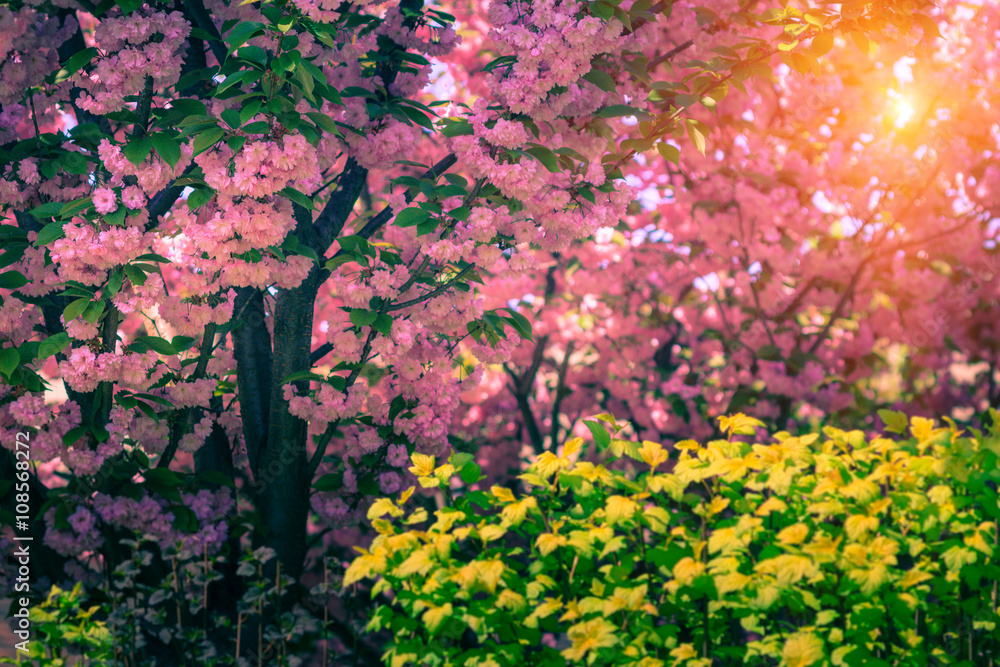 Obraz premium Majestically blossoming sakura trees.