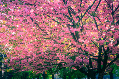 Majestically blossoming sakura trees.