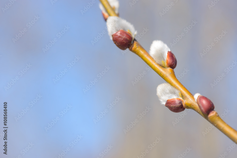 Beautiful pussy willow flowers branches on blue sky background Beautiful pussy willow flowers branches on blue sky background
