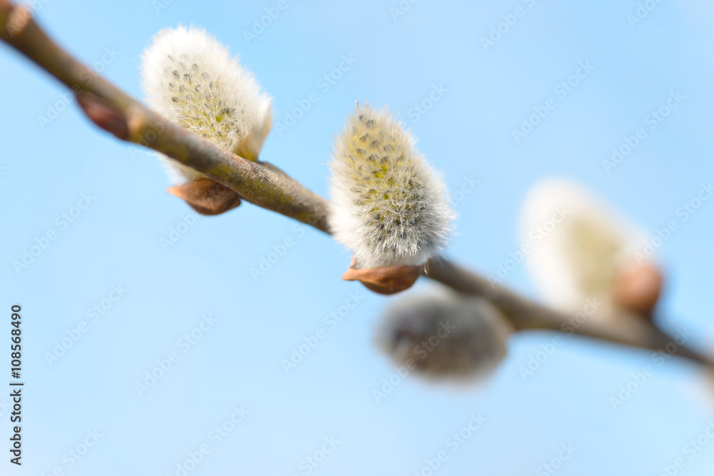 Beautiful pussy willow flowers branches on blue sky background Beautiful pussy willow flowers branches on blue sky background