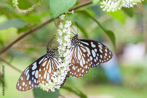 Two butterflies on bouquet of white flowers © ultramcu