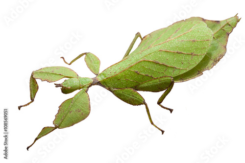 Gray's Leaf Insect isolated on white background with clipping pa