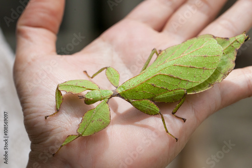 Gray's Leaf Insect on hand photo