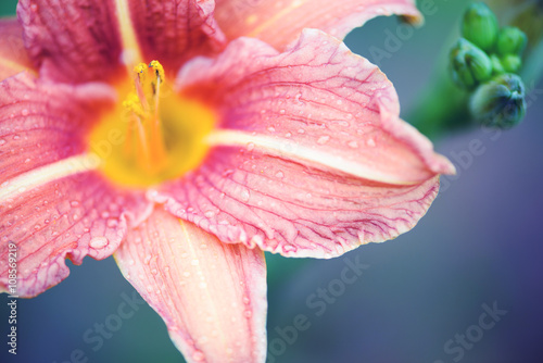 Beautiful pink bloom of lily with delicate purple background