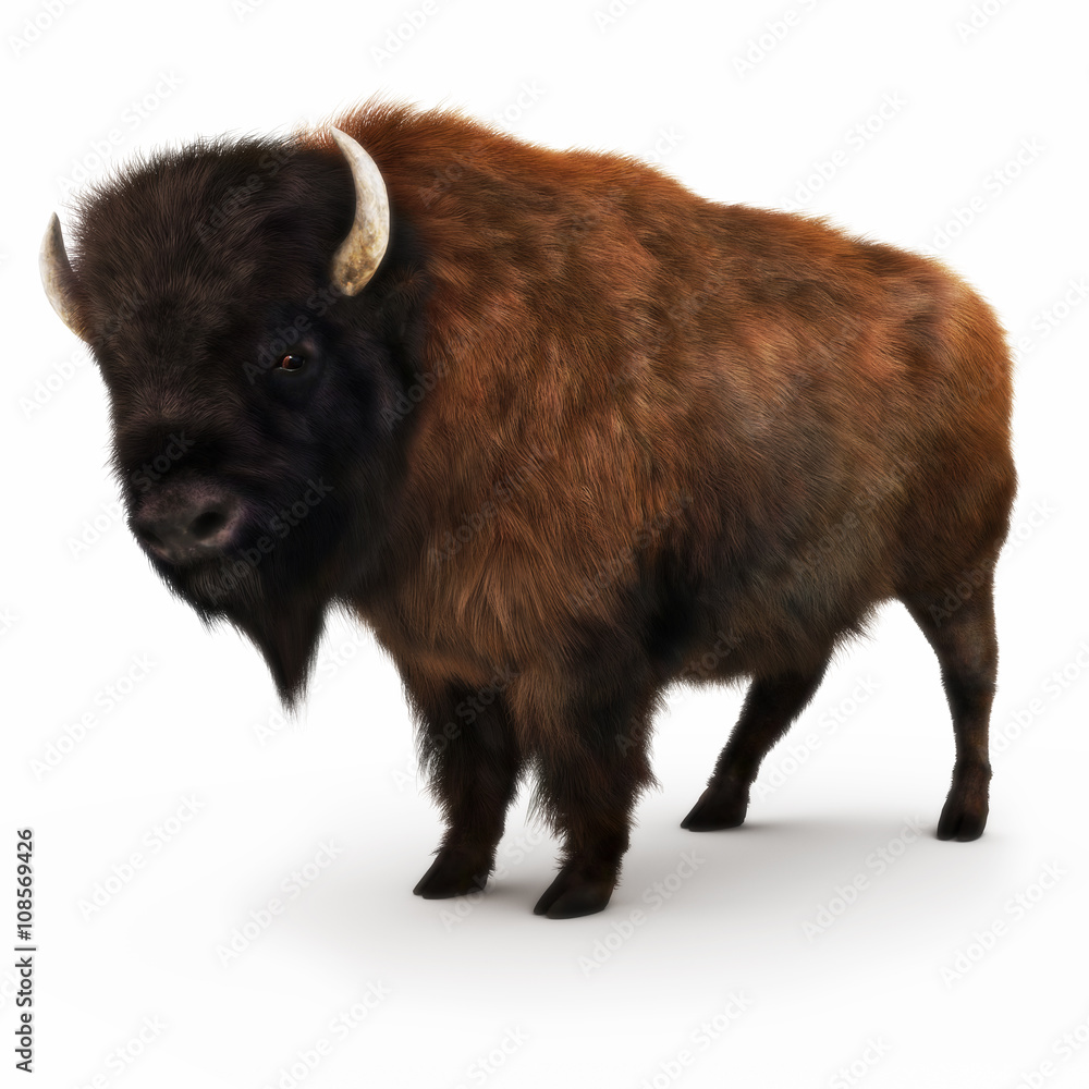 American Bison on a white background. 3d rendering American Bison on a white background. 3d rendering