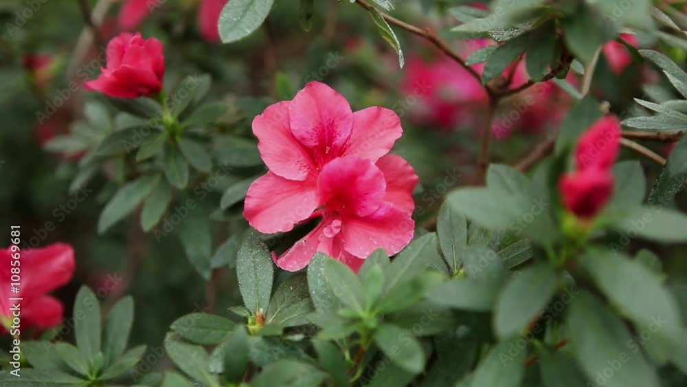 Small Pink Petals of Azaleas Flower Sway Among Leaves Close up Small Pink Petals of Azaleas Flower Sway Among Leaves Close up