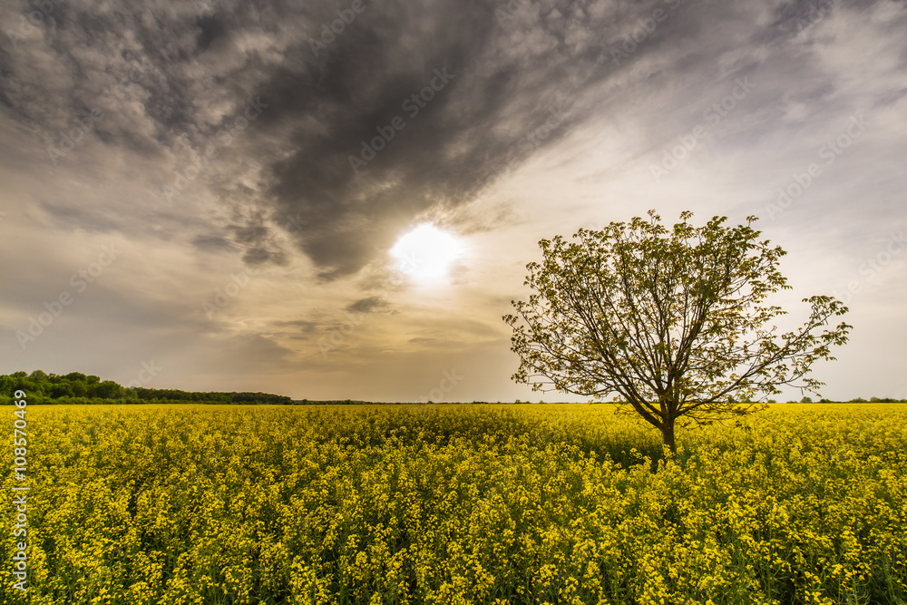 Obraz premium Canola field and lonely tree profiled on stormy sky, in spring