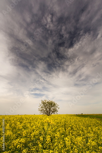Canola field and lonely tree profiled on stormy sky, in spring
