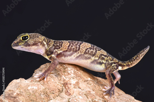 African clawed gecko  Holodactylus africanus 