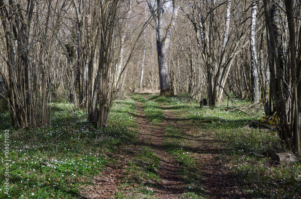 Tracks in a deciduous forest at spring Tracks in a deciduous forest at spring