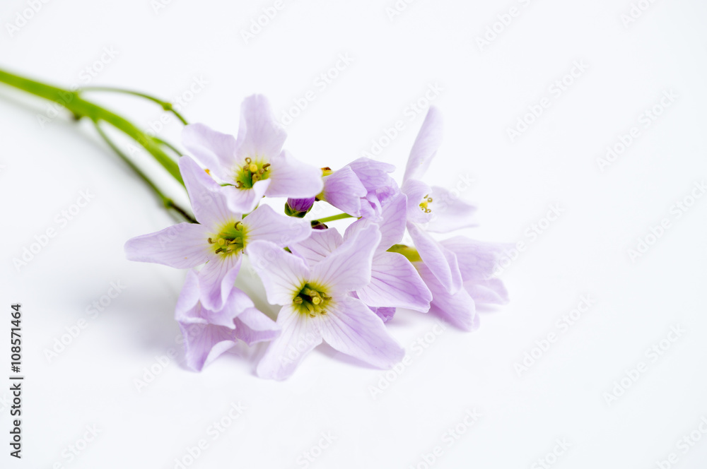 Obraz premium Meadow foam isolated over white