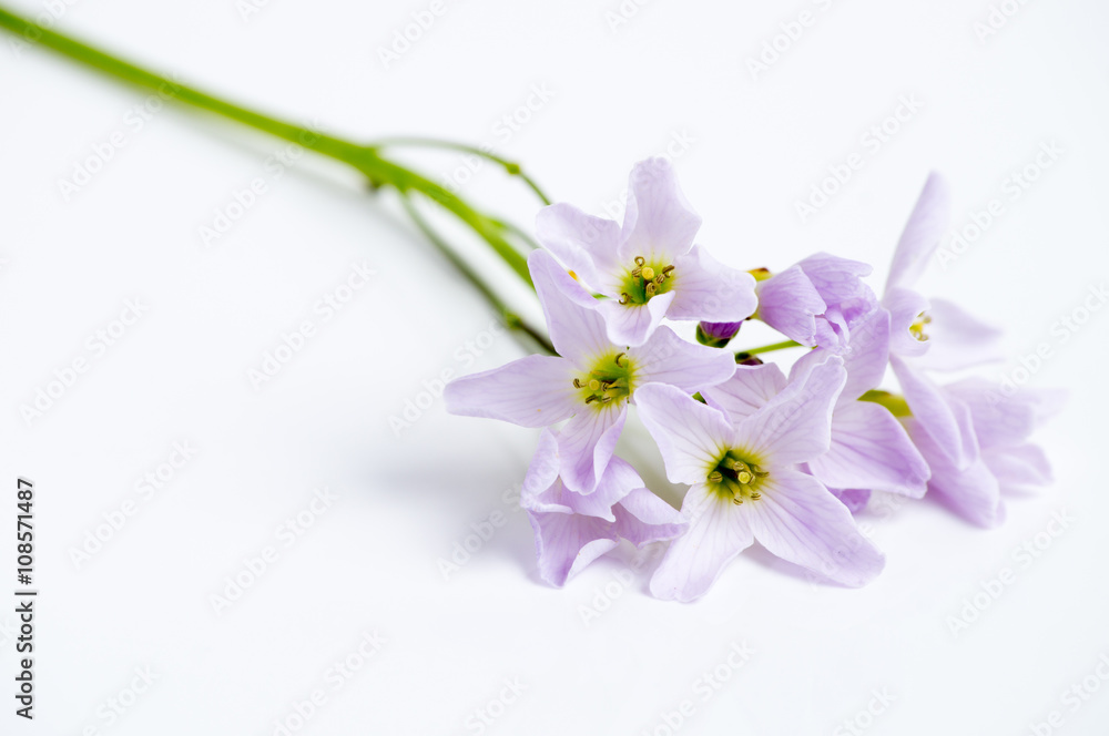 Meadow foam isolated over white Meadow foam isolated over white