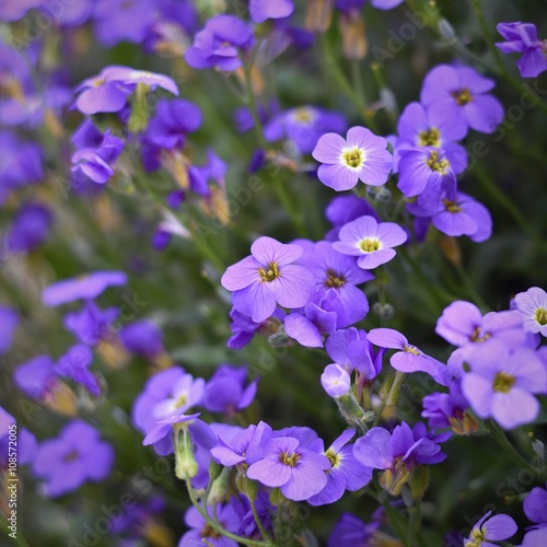 Beautiful flowering small purple flowers