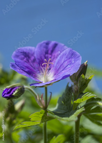 Fototapeta Naklejka Na Ścianę i Meble -  geranio fiore blu