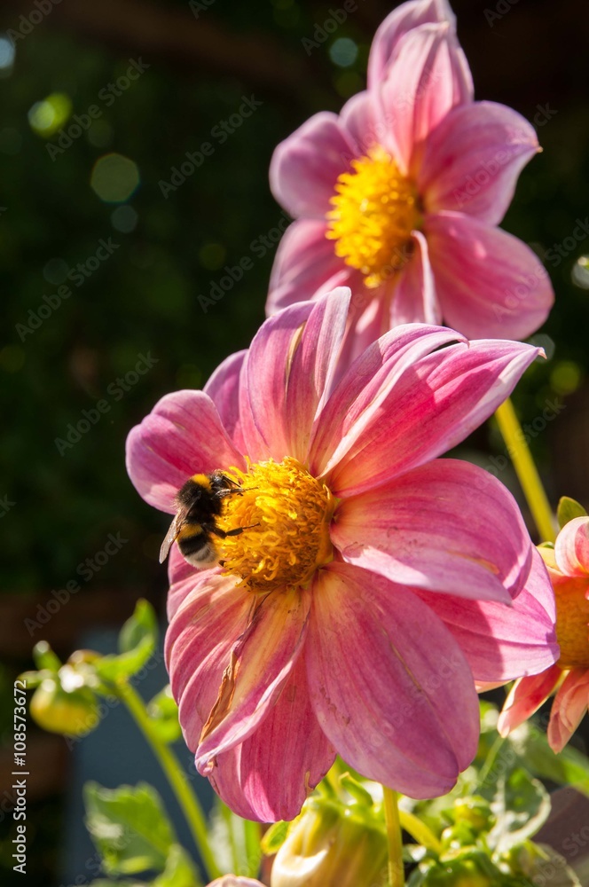 Bumblebee on a red flower Bumblebee on a red flower