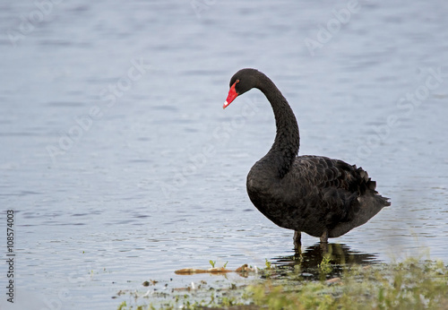 Black Swan  Cygnus atratus  standing in a calm inland lake.