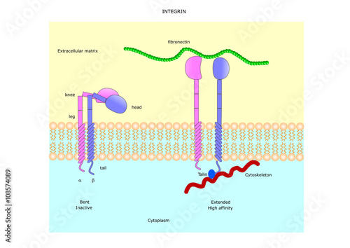 One of the intracellular receptor: the integrin photo