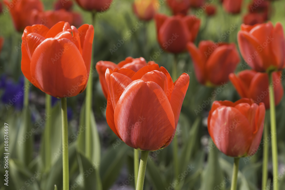 Fototapeta premium Red Tulip Under the Sun
