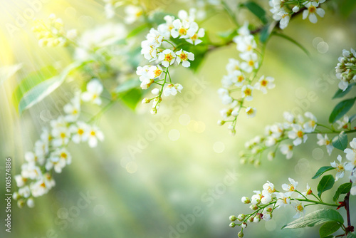 Spring blossom nature background. Blooming tree 