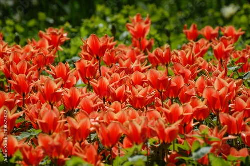 Red tulips in spring