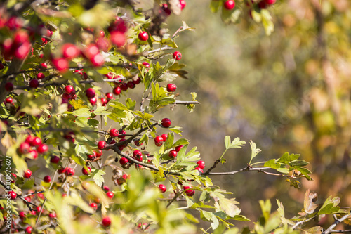 hawthorn (crataegus monogyna)