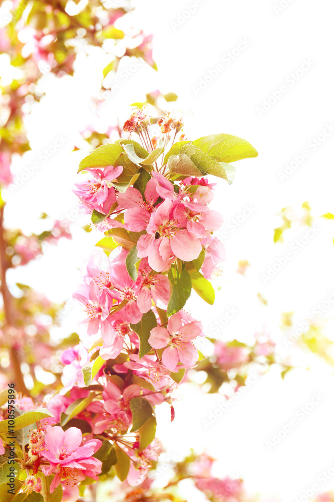 Blooming apple tree, outdoor