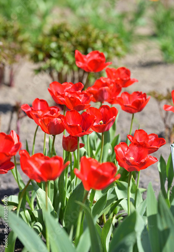 red tulips in garden