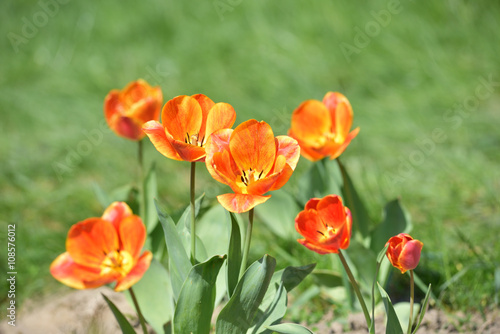 red and yellow tulips in garden