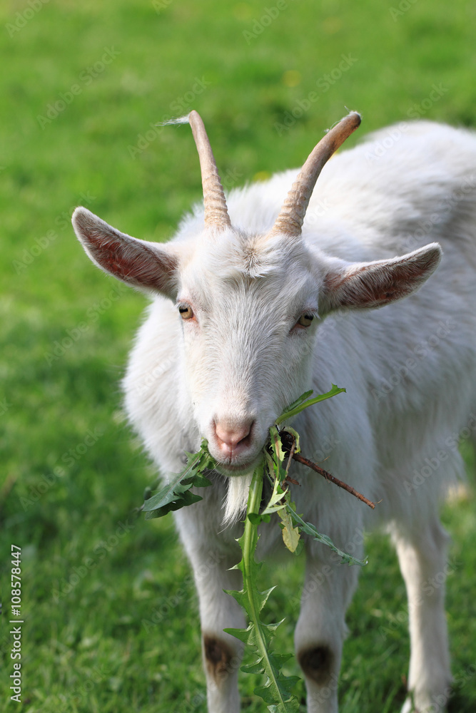 white goat in the green grass.. white goat in the green grass..