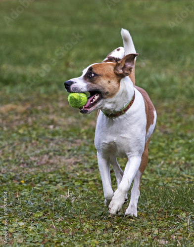 Fényképezés Boxer Labrador Terrier mixed breed dog chasing a ball