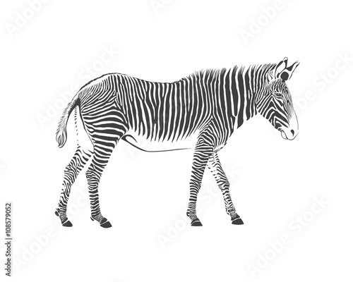 zebra  black and white illustration