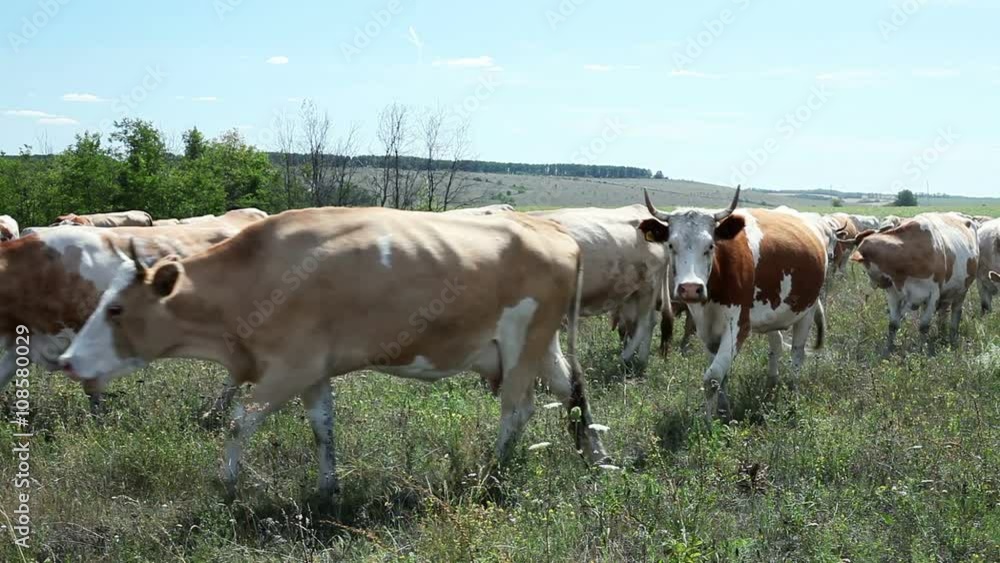 Dairy cows returning from the pasture to the farm Dairy cows returning from the pasture to the farm